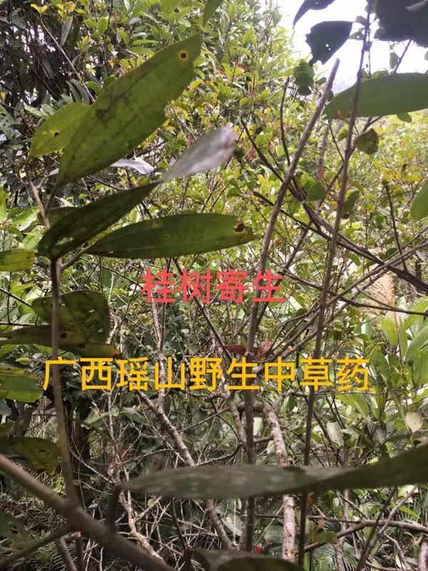 桂木寄生玉桂树寄生肉桂树寄生香树寄生土桂寄生干品500g