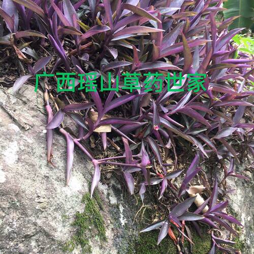 紫竹梅 紫鸭跖草 紫锦草鲜品500克