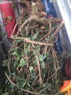 下单现摘原生态新鲜整条杉木寄生杉树500g可代切或整条发。