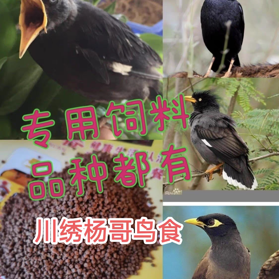 八哥饲料鸟粮鸟食长膘毛色好黑八林八海八500克 幼鸟雏鸟可用