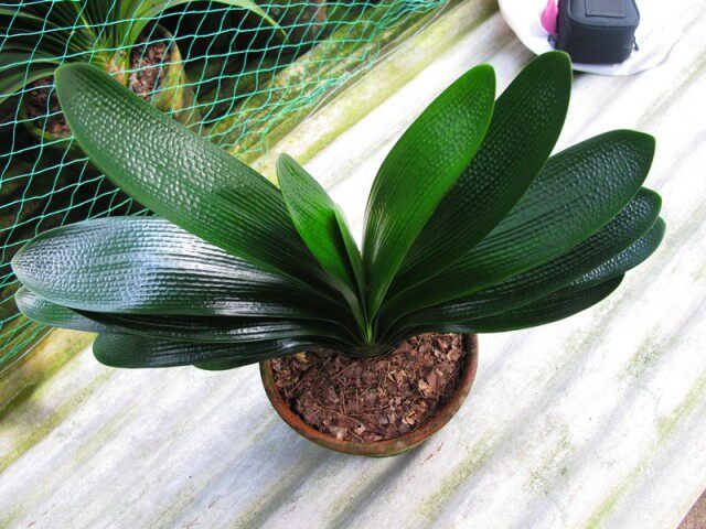 君子兰【黑豹麻脸花魁】