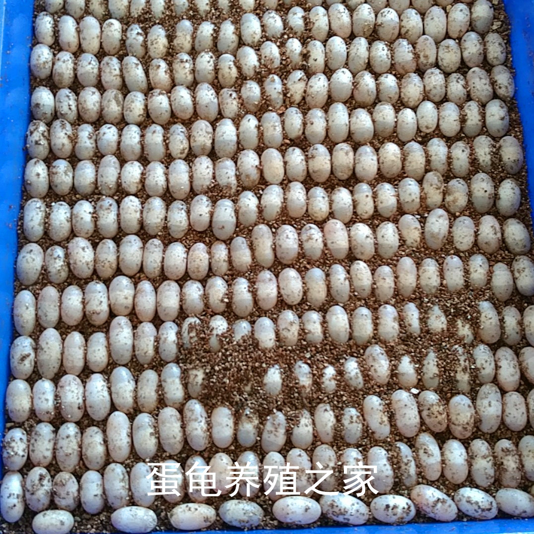 Îڹ군²Ý¹êÌêµ¶÷êÏã¾ÞÍ·»¢ÎƹûºËÍ·¿ø»ÆÔó¿É·õ»¯»îÌå°ü³ö¿Ç