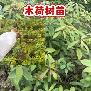 木荷树苗 荷木苗荒山造林用材 荷树防火树生态复绿正宗带杯木荷苗