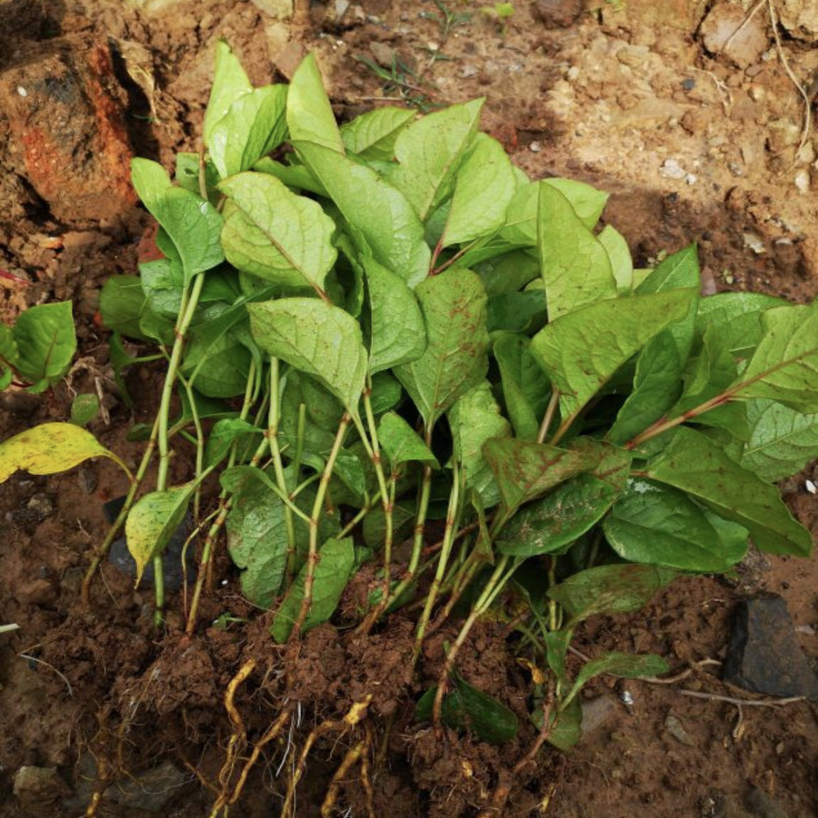 虎杖苗多年生草本植物现挖酸筒杆苗绿植庭院盆栽地栽 虎杖苗 包邮