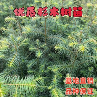 100棵杉树苗红刺杉营养杯杉木苗造林杉树苗沙木刺杉树小苗造林苗