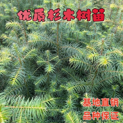100棵杉树苗红刺杉营养杯杉木苗造林杉树苗沙木刺杉树小苗造林苗