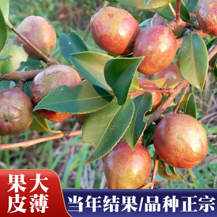 50颗江西油茶苗基地直发良种茶籽长林油茶树苗大果茶子树带土保湿