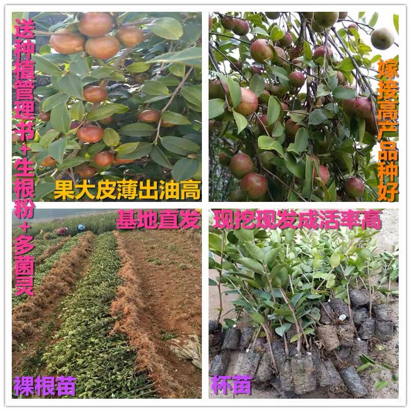 江西嫁接高产油茶苗山茶树苗山茶油树苗嫁接良种油茶树苗茶子树苗
