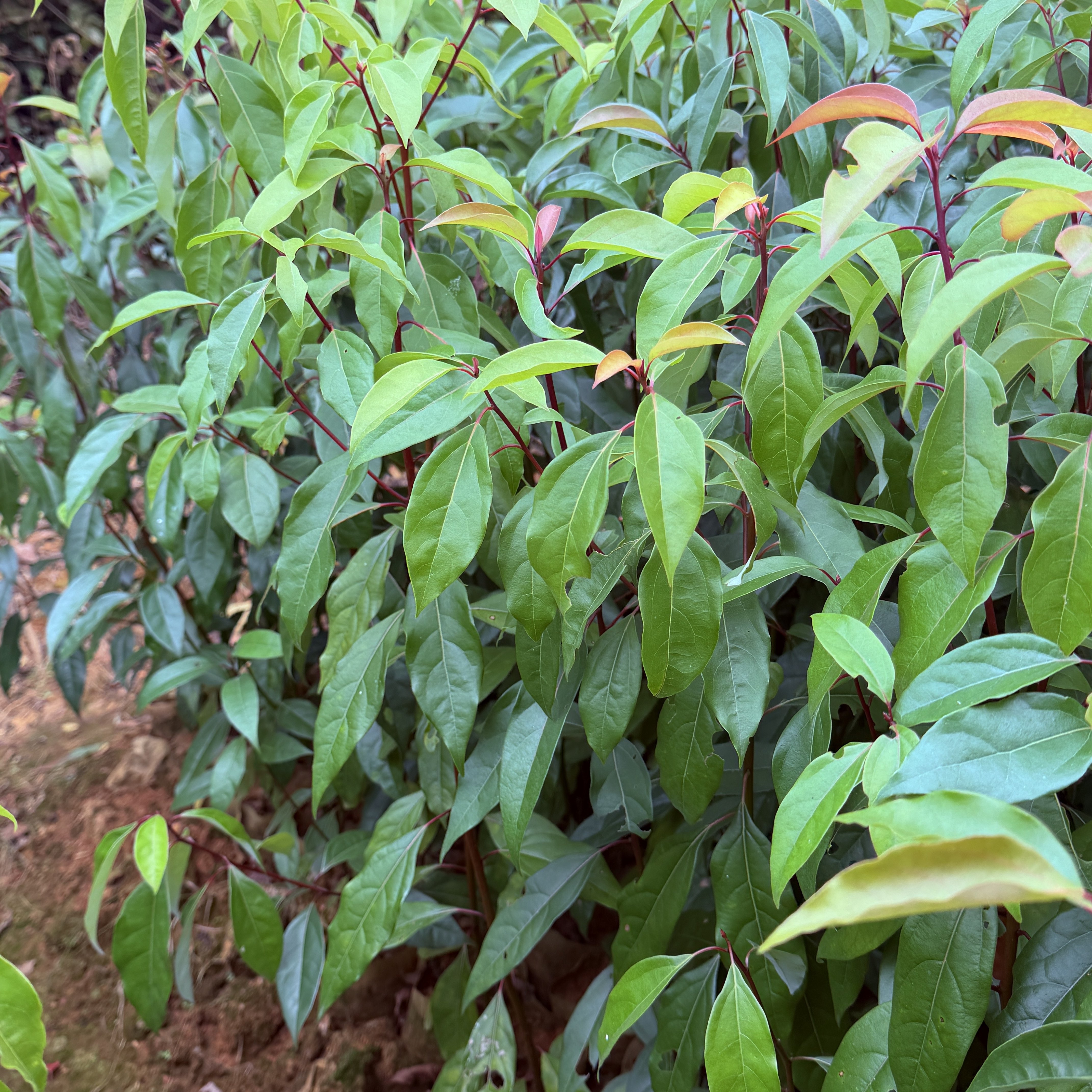 乔木类优质香樟树苗香樟木苗常绿香樟苗木庭院植物香樟树苗包速递