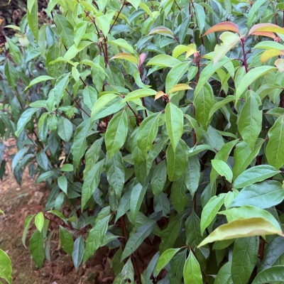 乔木类优质香樟树苗香樟木苗常绿香樟苗木庭院植物香樟树苗包速递