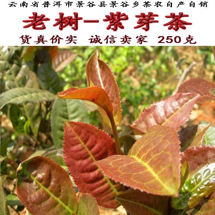 云南普洱茶紫茶老树茶紫芽茶生茶