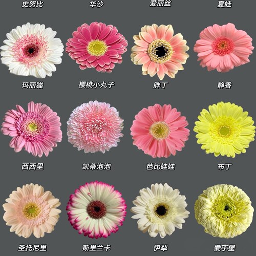 高杆非洲菊小苗包对版长花期