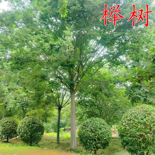精品行道树彩叶树种斜飘造型临水