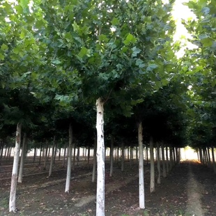 法国梧桐树苗法桐树苗绿化苗木法桐树苗小苗法桐树苗 速生法桐树