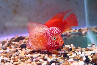 泰国进口罗汉鱼苗起头爆头泰金鸿运马骝金花火凤凰红德萨亚成活体