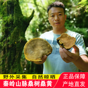 桑树桑黄 秦岭山脉豆哥野外深山采集桑树桑黄