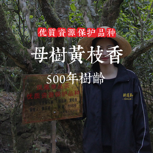 凤凰单丛古树黄枝香500g罐装