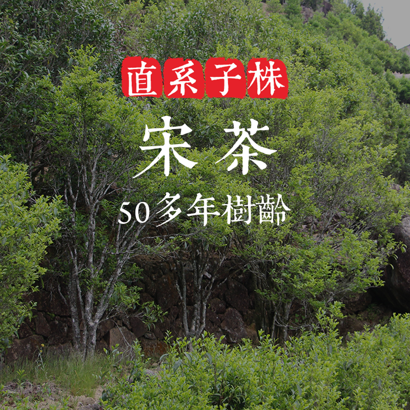 稀有【宋茶】珍贵名种东方红 50年树龄黄栀香型 底蕴足 饱满甘醇