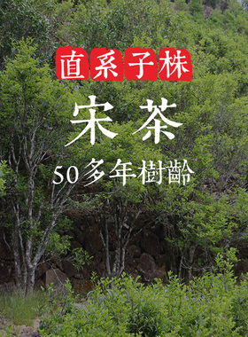 稀有【宋茶】珍贵名种东方红 50年树龄黄栀香型 底蕴足 饱满甘醇
