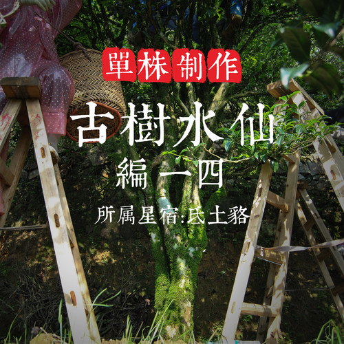 单株【古树水仙14】200年树龄 滋味饱满甘润 富有层次 凤凰单丛茶