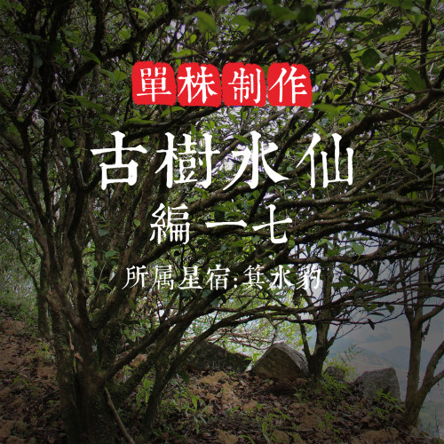 单株【古树水仙17】200年树龄 茶性烈 先蜜后甘 丛韵突出 单丛茶
