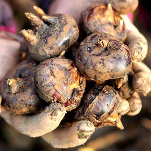 [老品种红皮马蹄]  农家自留种个头小 脆甜 马蹄味浓郁