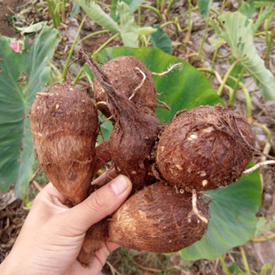 【红芽芋仔】老品种毛芋仔大小混搭 软糯香 收到会有水份流失