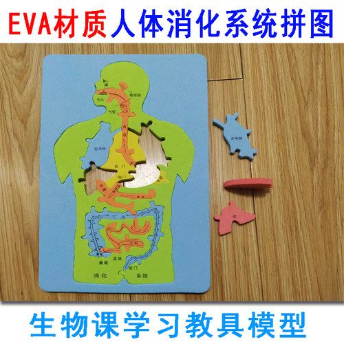 消化系统拼图医学好懂易学