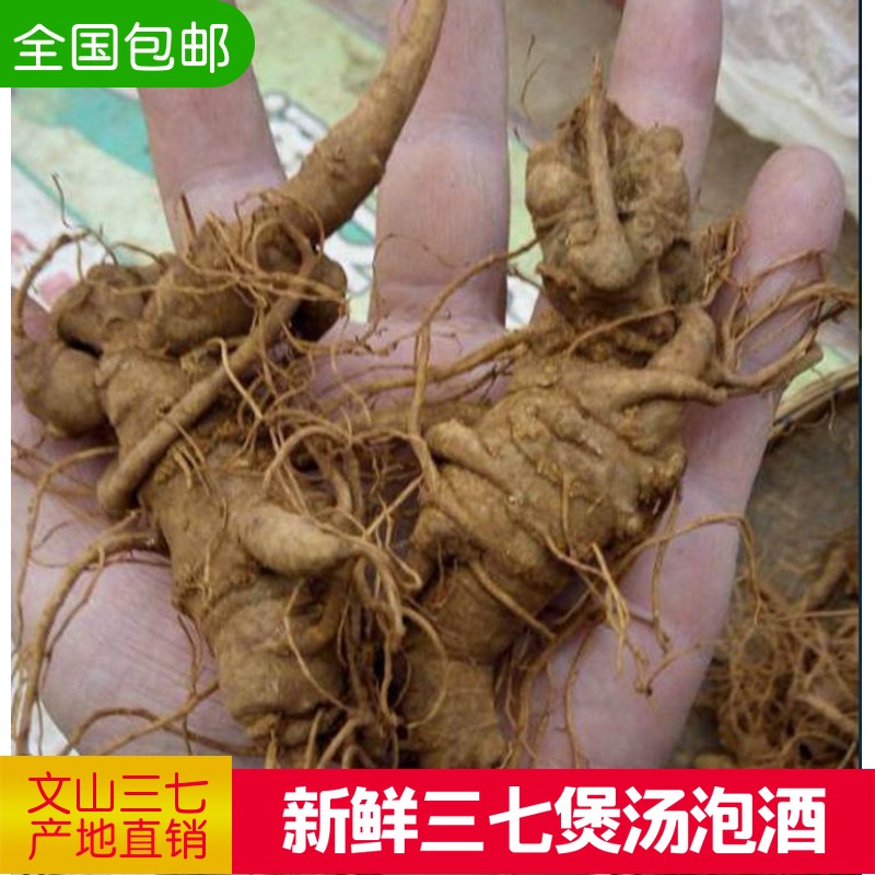 云南文山新鲜三七四年潮湿活鲜三七根须生田七粉泡酒煲汤野生包邮