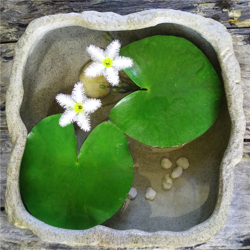 一叶莲碗莲水生水培盆栽鱼缸莲花