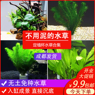 鱼缸造景真水草植物活体绿菊皇冠蜈蚣草巴榕无土定植草缸净化水质