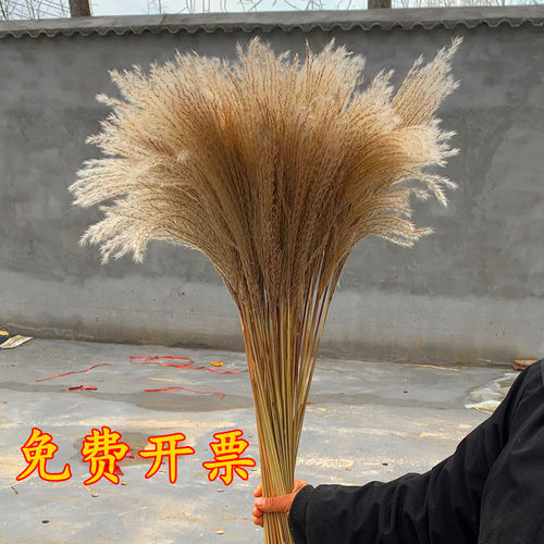 天然芦苇干花永生花束卧室客厅橱窗装饰摆件拂尘花婚庆摄影道具花