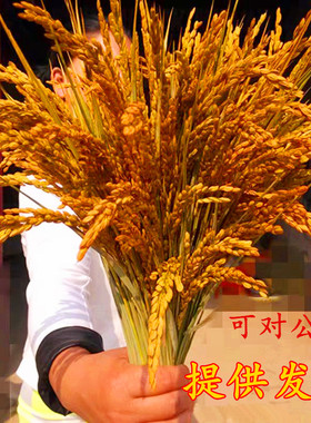 稻穗装饰 纯天然真稻子稻谷干花 桌面仿真假插花 丰收拍摄影道具