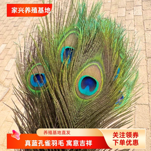 纯天然真孔雀羽毛翎尾大眼睛DIY饰品家居摆设客厅婚庆花瓶装饰品