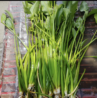 养虾神草野慈姑挺水植物野慈菇水培茨菰水草沼泽过滤净化水质