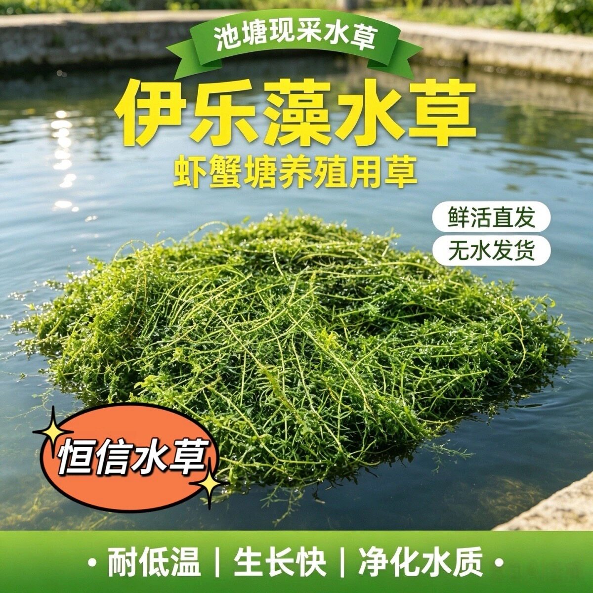 伊乐藻水草吃不败水草小龙虾养殖专用吃的草鱼塘水池淡水净化水质