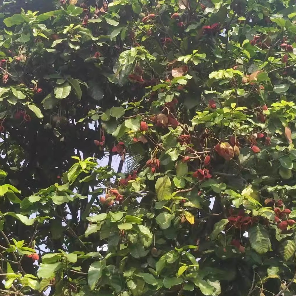 顺德七姐果新鲜凤眼果粉甜