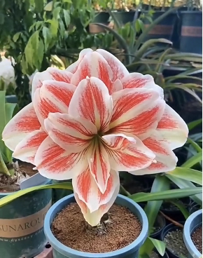 女王 朱顶红 国内自育朱 重瓣 种球  球根 四季 室内 盆栽 地栽