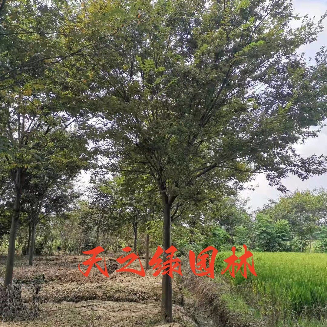园林工程绿化庭院公园景观行道树