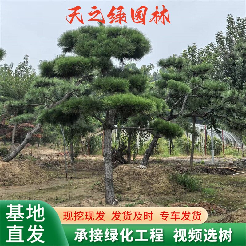 园林观赏树形优美20公分工程绿化