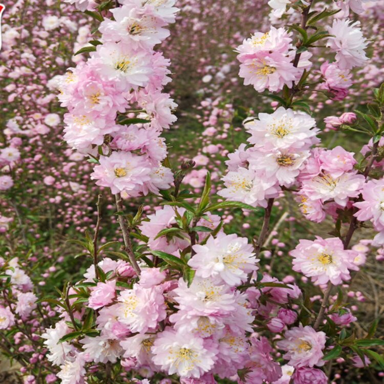 园林绿化苗木庭院观花植物花卉