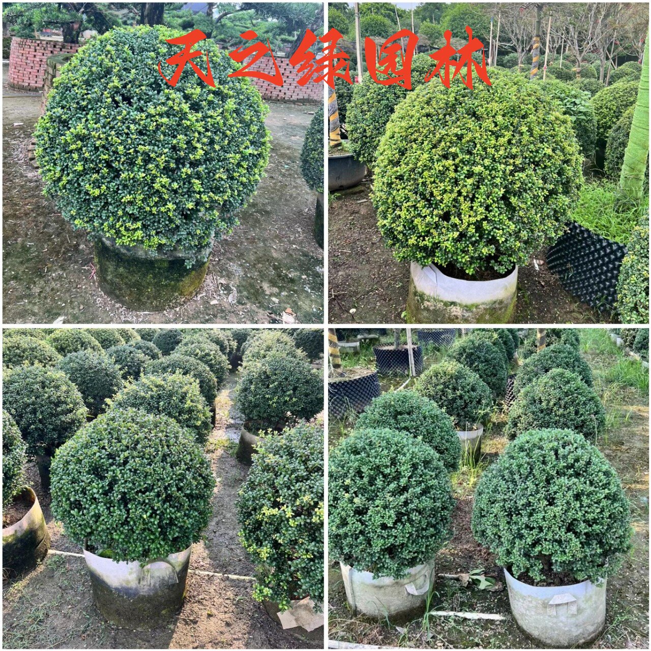 景观四季常青耐寒小区庭院绿化苗