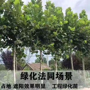 法国梧桐树树苗大树庭院风景树行道南方种植青桐法桐园林绿化苗木