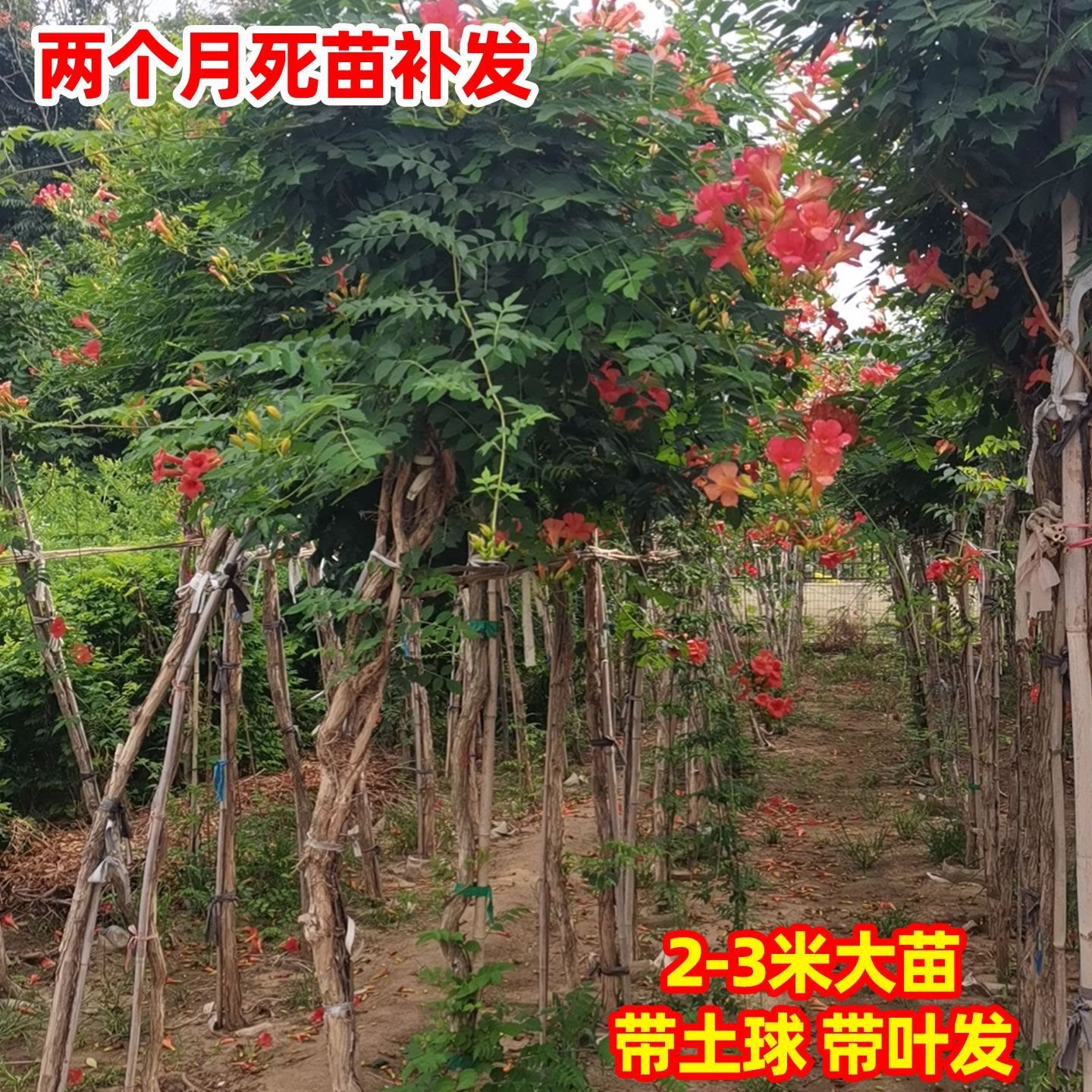 爬藤植物耐寒老桩苗庭院别墅花卉