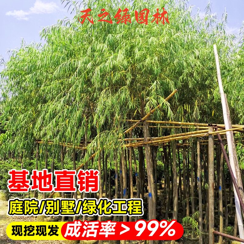 柳树树苗垂柳青柳黄金柳大树庭院公园绿化行道风景树四季常青好养