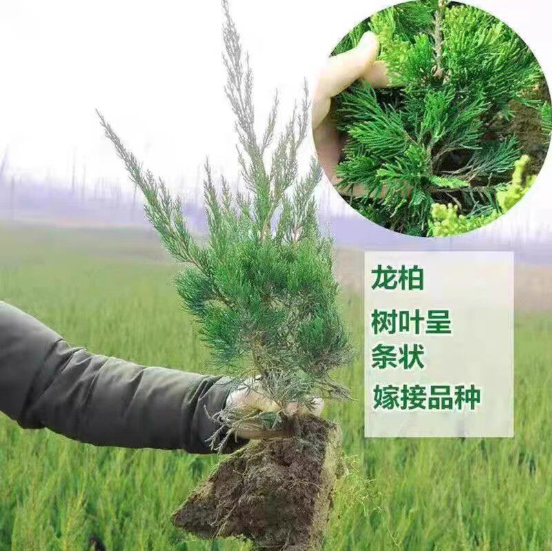 龙柏苗绿篱绿化耐寒四季常青耐寒