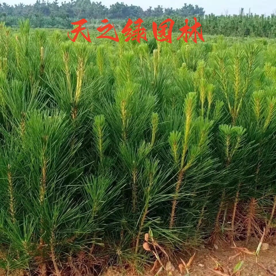 黑松造型树四季常青植物松树苗