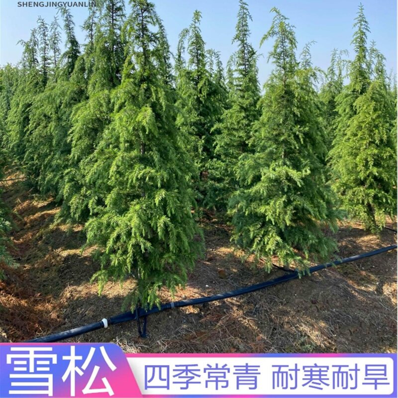 公园道路绿化庭院工程植物四季青
