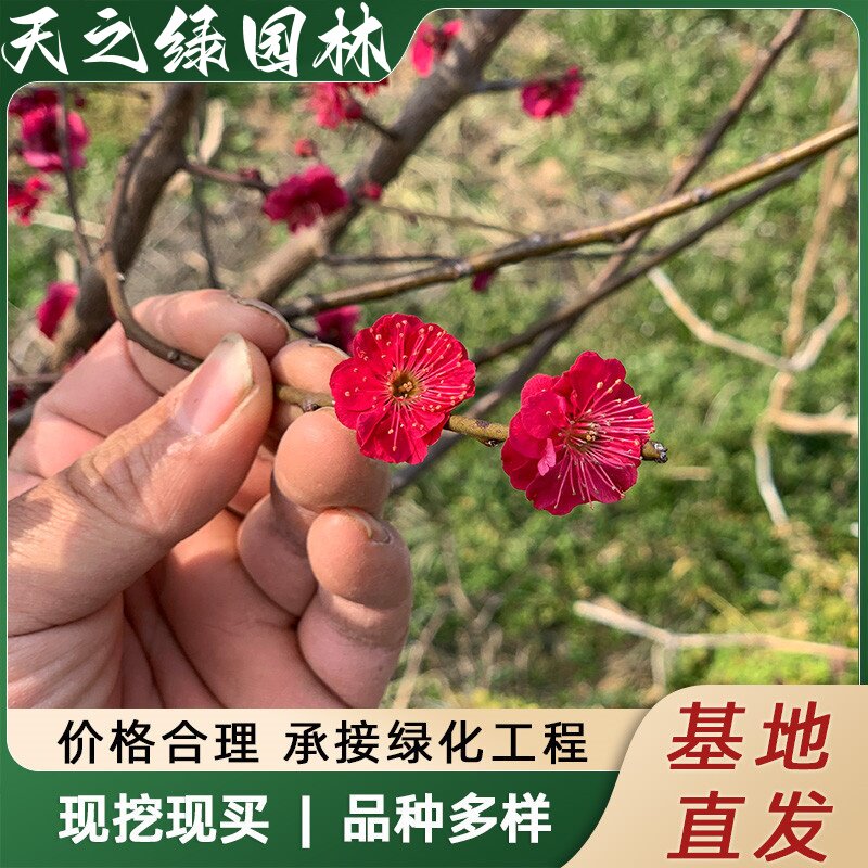 庭院园林耐寒绿化风景树盆栽花苗