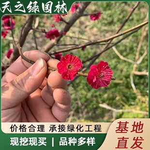 耐寒红梅花树苗地栽庭院浓香型四季花卉植物骨里红梅腊梅绿梅室外